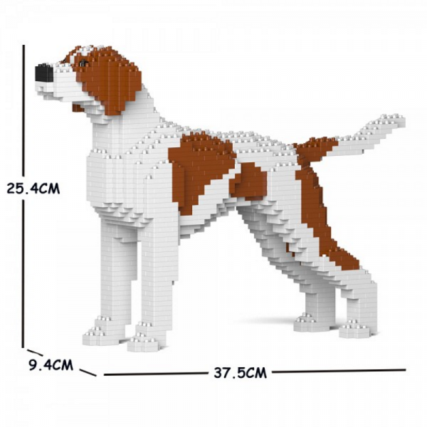 English Pointer white-brown