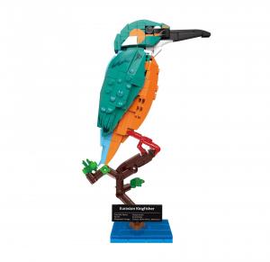 Eurasian Kingfisher