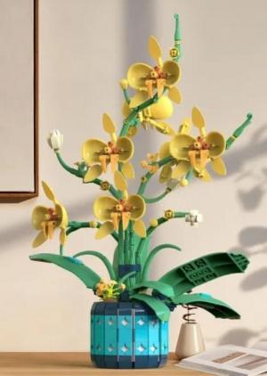 Cymbidium orchids