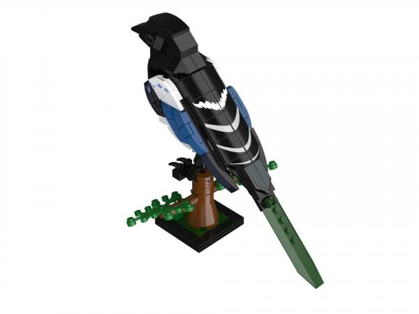 Eurasian Magpie